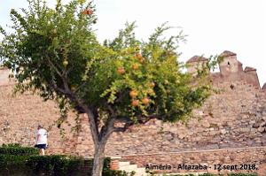 10 ALMERIA ALCAZABA 12 09 2018 (70)